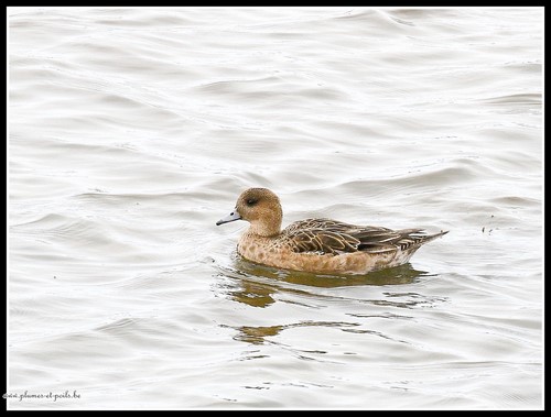 Canard siffleur